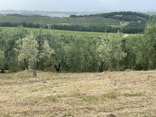 These four photos are at Stan and Lisa’s place. Yummy appetizers, beautiful views and just a portion of the 200 + olive trees.